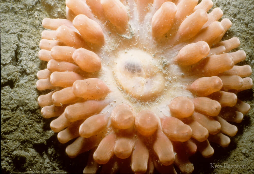 Anemone: Urticina sp.